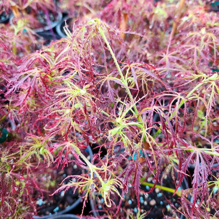 BABY LACE DWARF WEEPING JAPANESE MAPLE