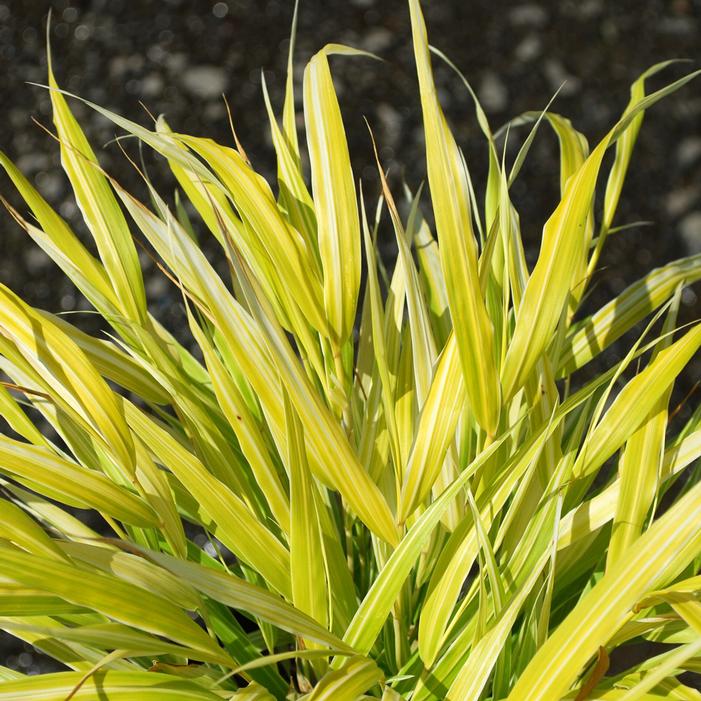 LEMON ZEST VARIEGATED JAPANESE FOREST GRASS