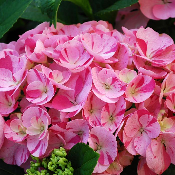 SWEET FANTASY™ HYDRANGEA
