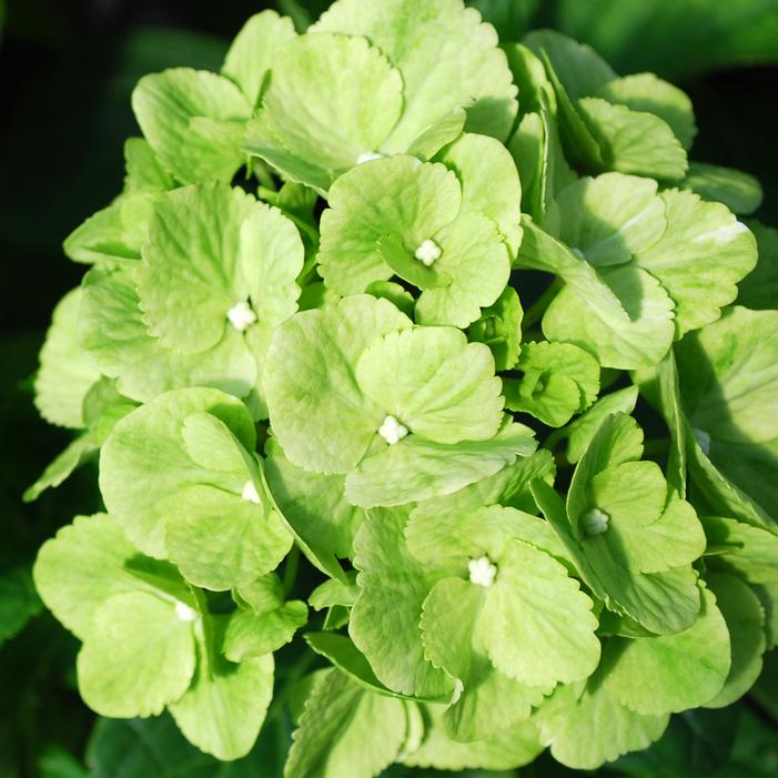 TURTLE TOES HYDRANGEA