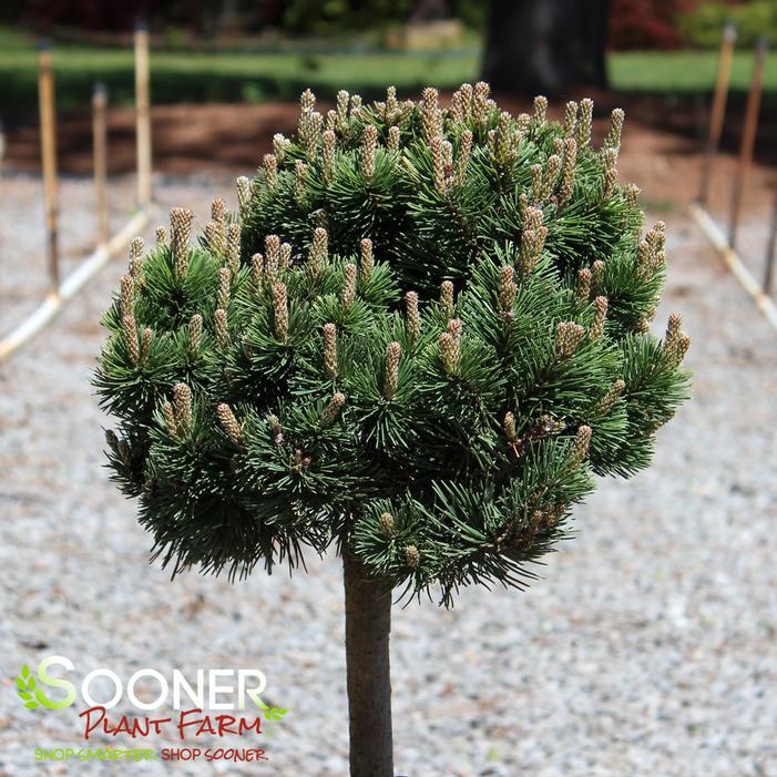 SHERWOOD COMPACT MUGO PINE PATIO TREE