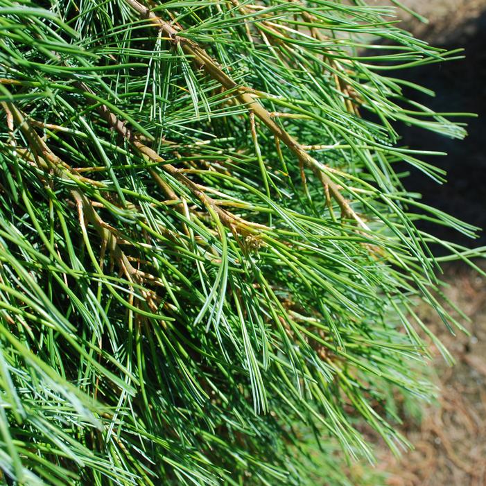 ANGEL FALLS WEEPING EASTERN WHITE PINE