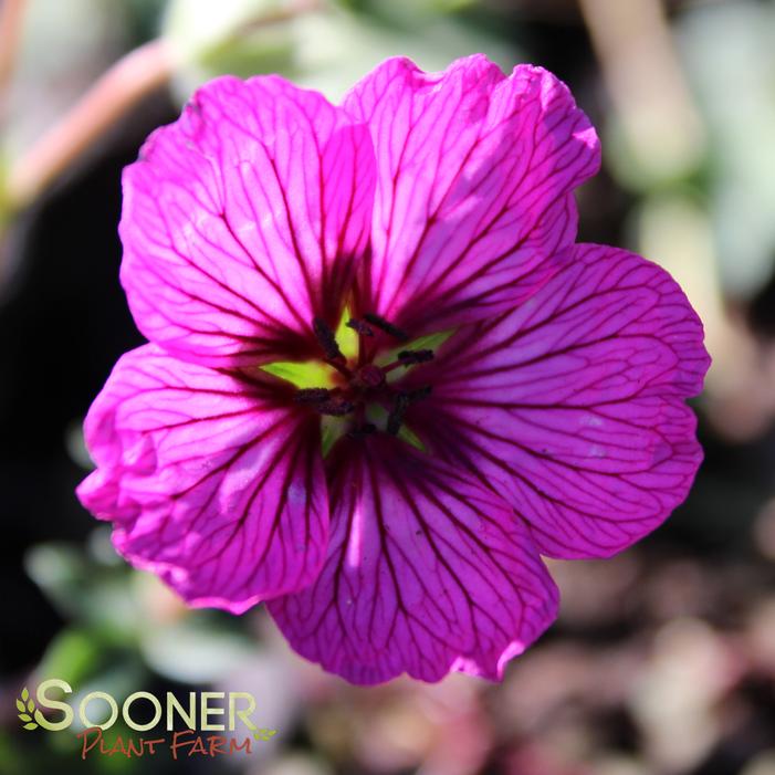 CAROL CRANESBILL GERANIUM