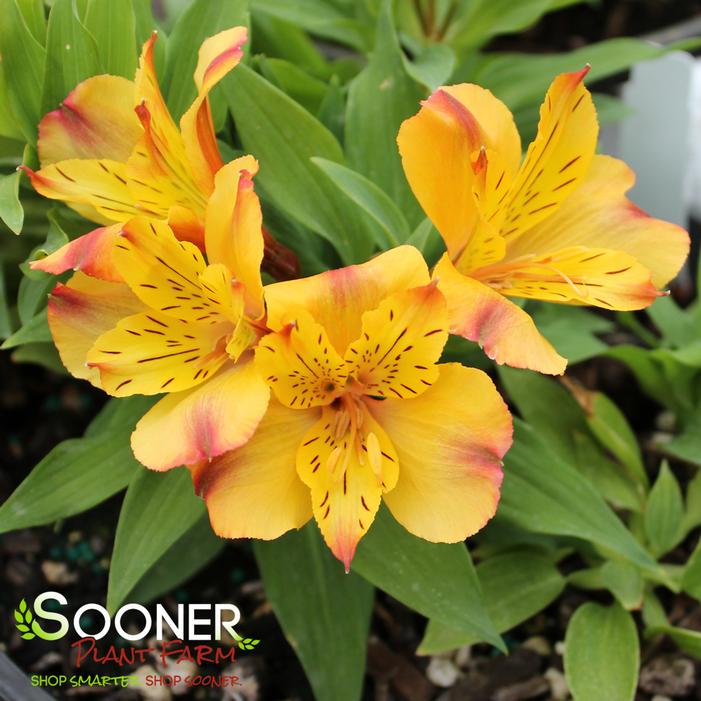 COLORITA® ARIANE® PERUVIAN LILY