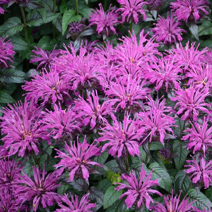 SUGAR BUZZ® ROCKIN' RASPBERRY BEEBALM