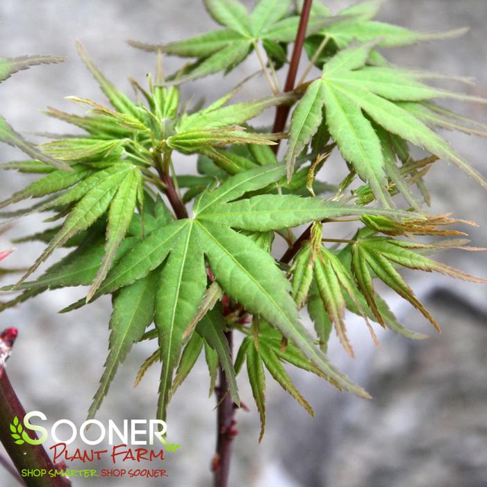 SEKKA YATSUBUSA UPRIGHT JAPANESE MAPLE