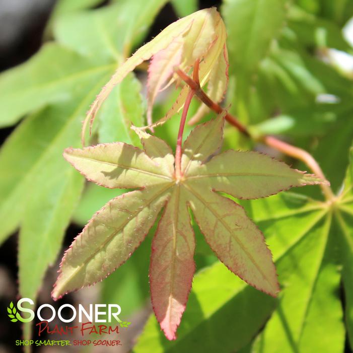 PERIDOT FLAME UPRIGHT JAPANESE MAPLE