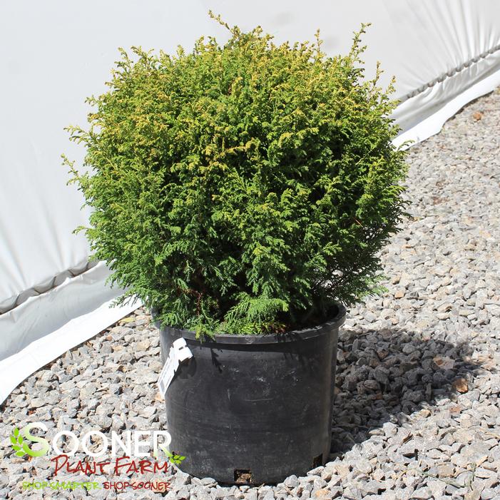 CREAM BALL SAWARA FALSE CYPRESS