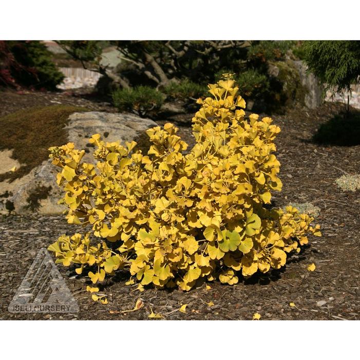 MARIKEN DWARF GINKGO