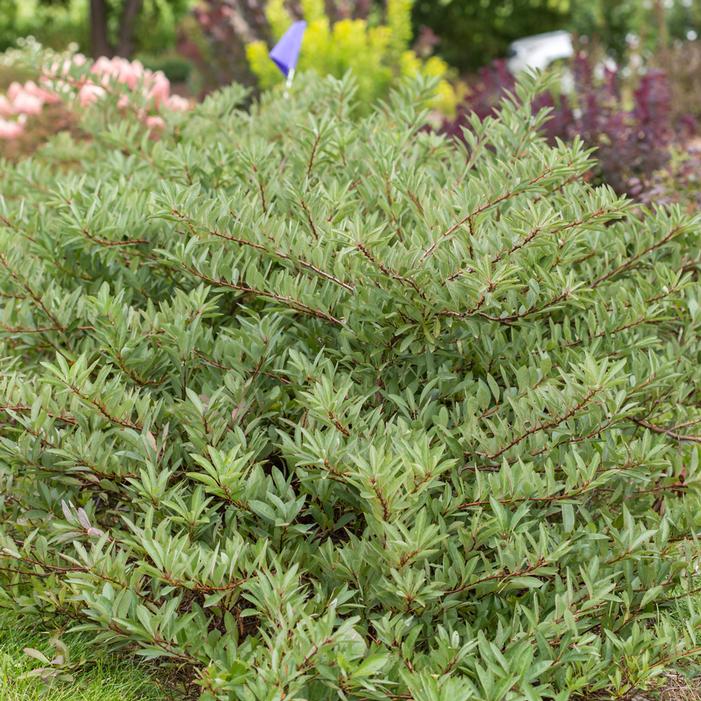 JADE PARADE® SAND CHERRY