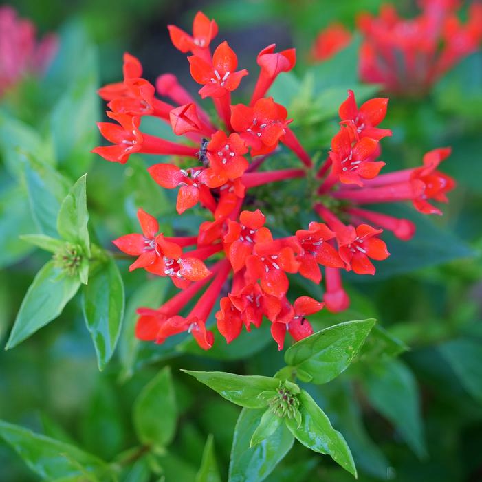 ESTRELLITA™ SCARLET FIRECRACKER BUSH