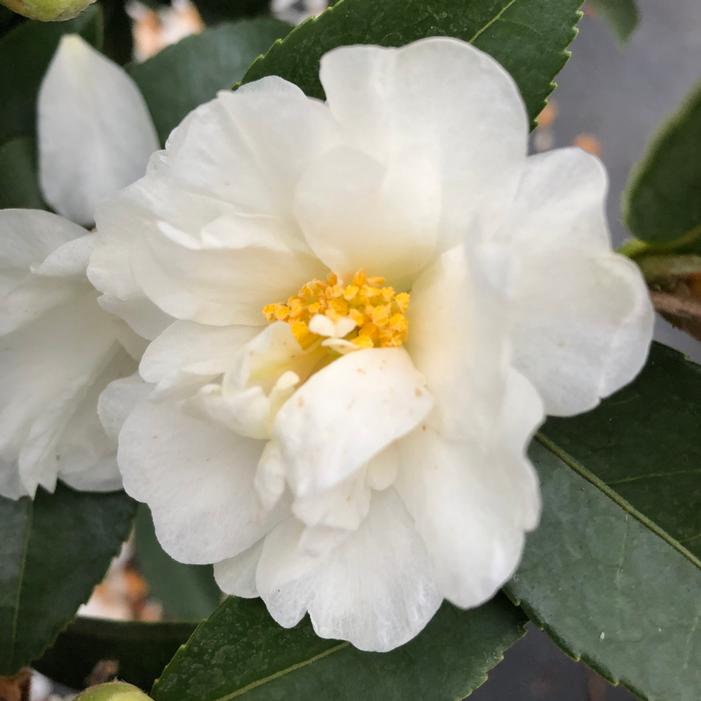 JUST CHILL™ DOUBLE WHITE CAMELLIA