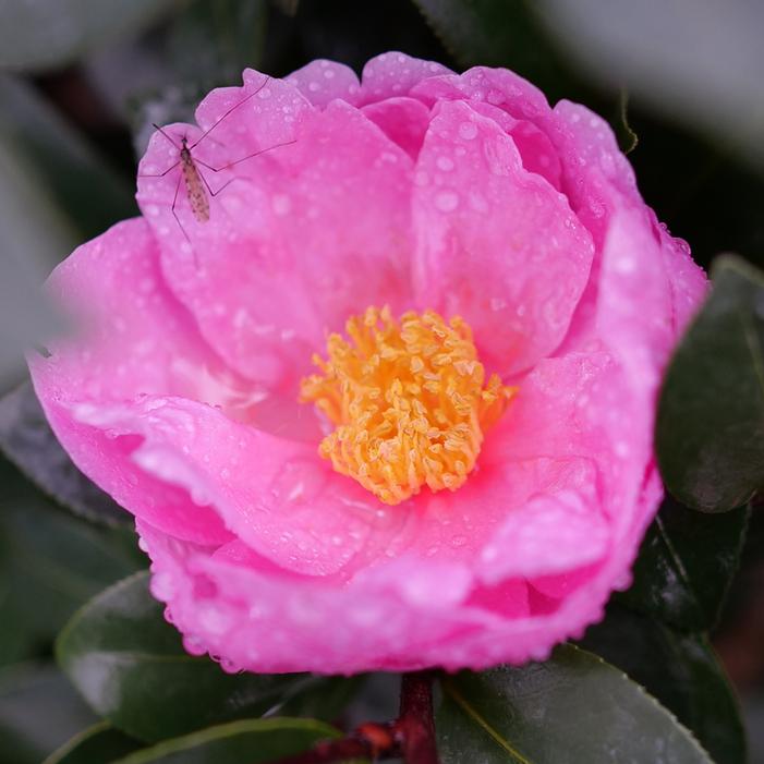 JUST CHILL™ DOUBLE MAUVE CAMELLIA