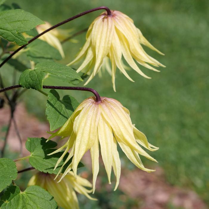 FUNYELLA™ CLEMATIS