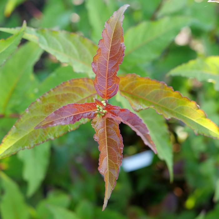 KODIAK® RED 2.0 BUSH HONEYSUCKLE