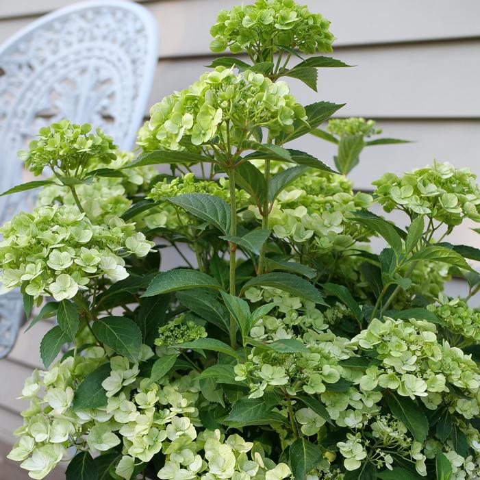 FAIRYTRAIL™ GREEN CASCADE HYDRANGEA