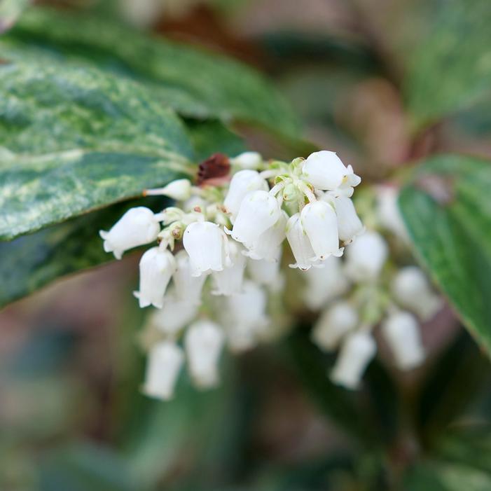 PAISLEY PUP™ LEUCOTHOE