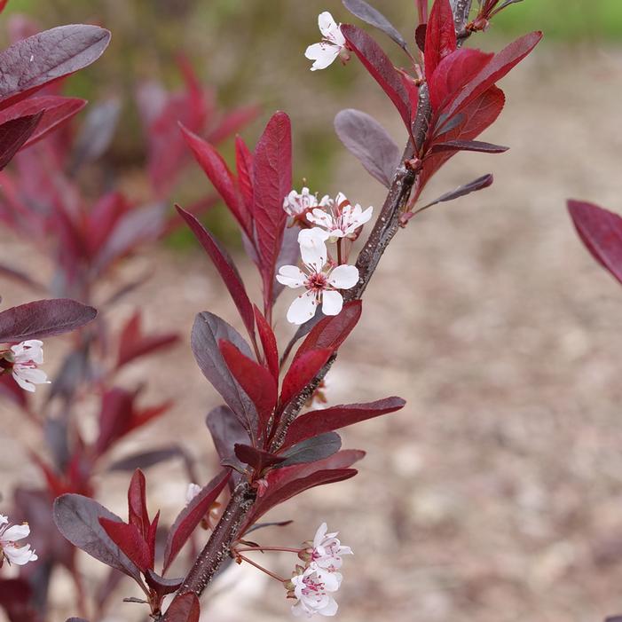 STAY CLASSY™ PURPLELEAF SAND CHERRY