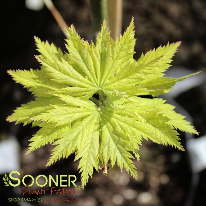 KOYUKI JAPANESE MAPLE