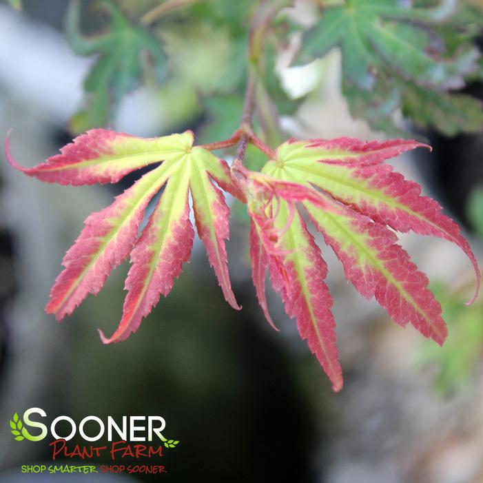 PHANTOM FLAME UPRIGHT JAPANESE MAPLE