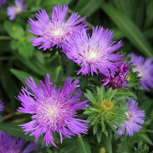 HONEYSONG PURPLE STOKES ASTER