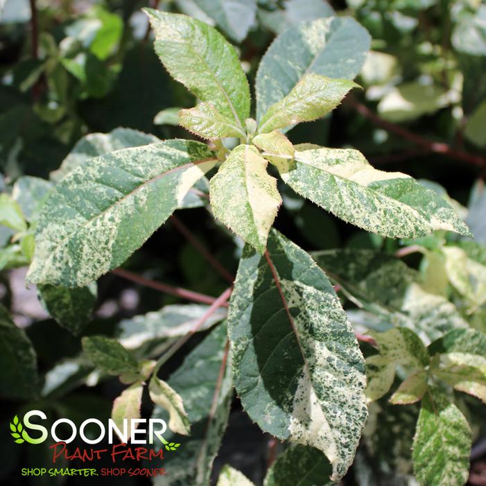 TAKEDA NISHIKI VARIEGATED JAPANESE SUMMERSWEET