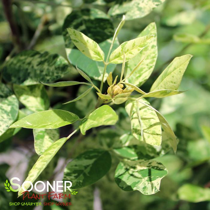 SPILT MILK VARIEGATED BUSH CLOVER