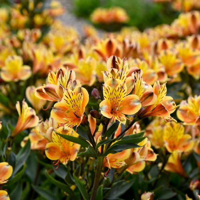 SUMMER BREEZE PERUVIAN LILY