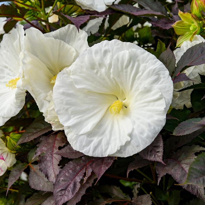 SUMMERIFIC® COOKIES AND CREAM HARDY HIBISCUS