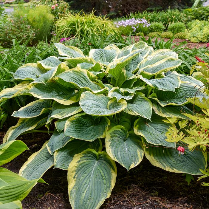 SHADOWLAND® GIGANTOSAURUS HOSTA