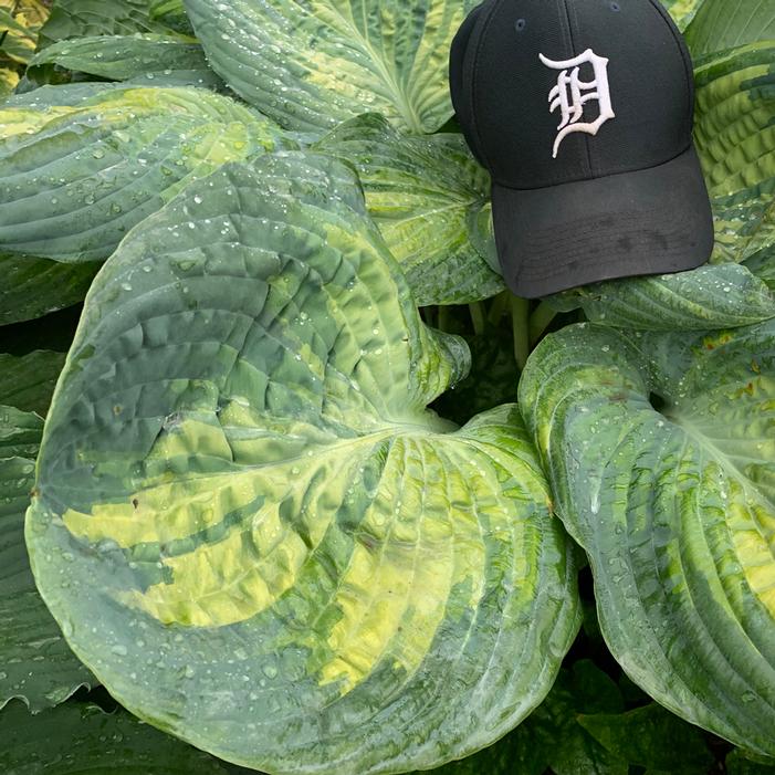 SHADOWLAND® SOUND OF MUSIC HOSTA