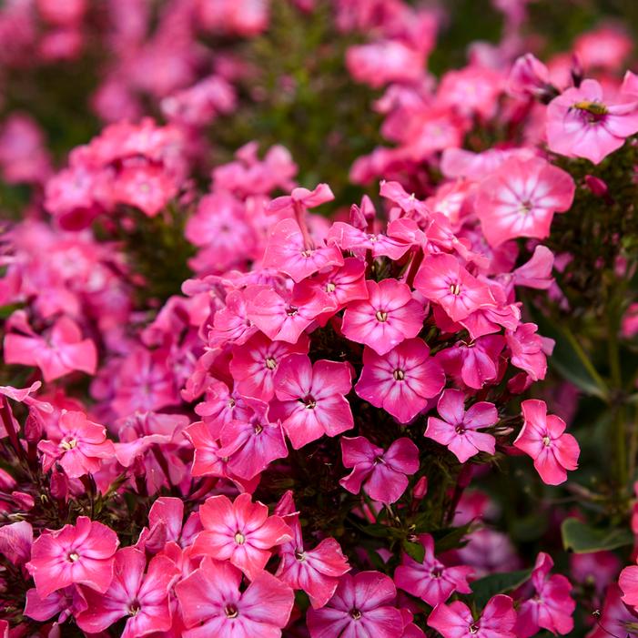 LUMINARY® PINK LIGHTNING GARDEN PHLOX