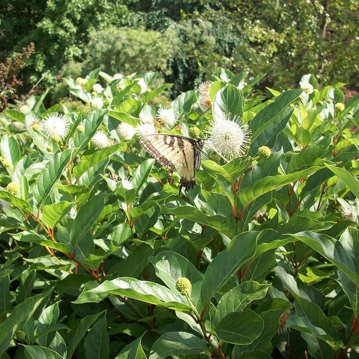 MAGICAL® MOONLIGHT BUTTONBUSH