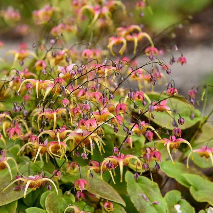 DREAM CATCHER EPIMEDIUM