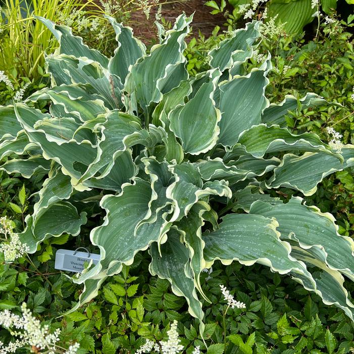 DANCING IN THE MOONLIGHT HOSTA