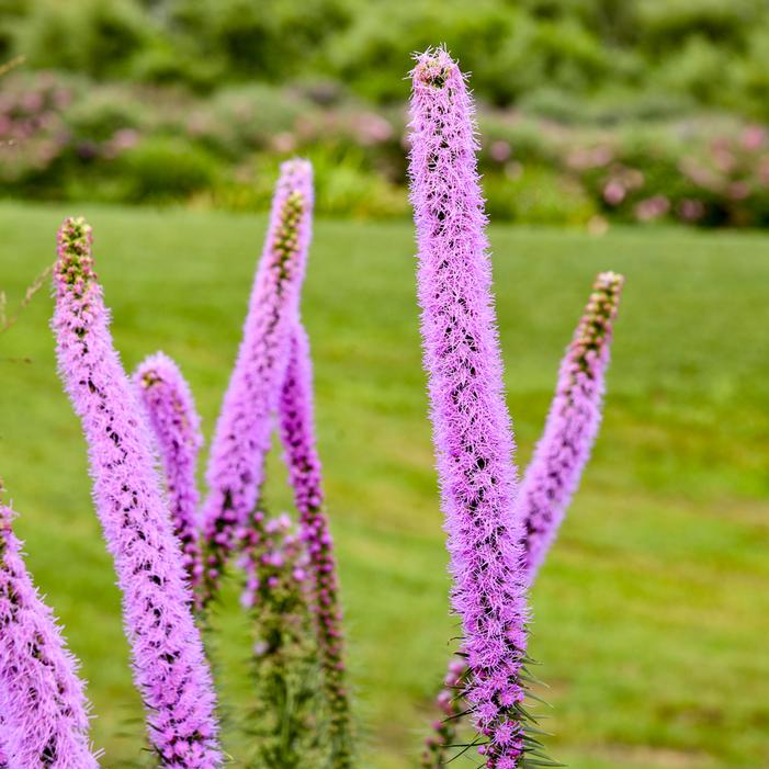 LAVENDER GLOWSTICKS GAYFEATHER