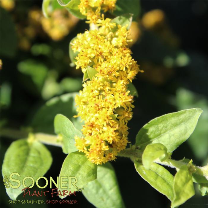 GOLDEN FLEECE GOLDENROD