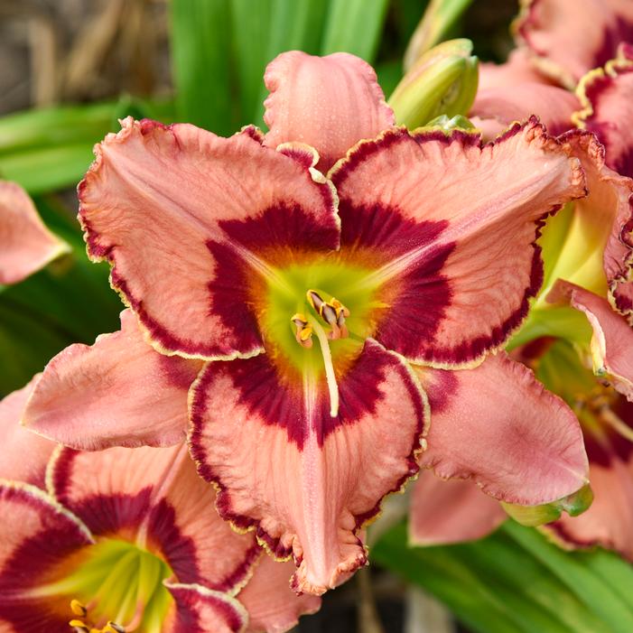 RAINBOW RHYTHM® FEARFULLY AND WONDERFULLY MADE DAYLILY