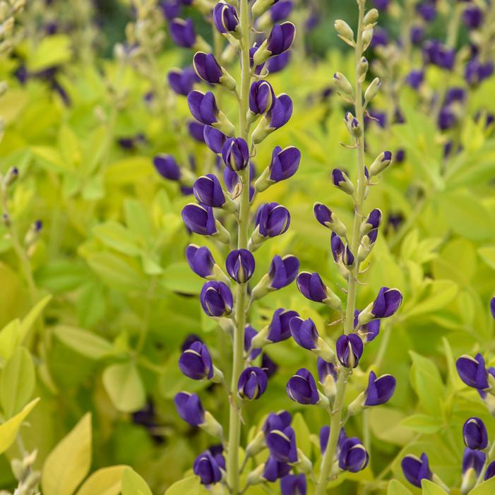 GOLDEN ANNIVERSARY FALSE INDIGO