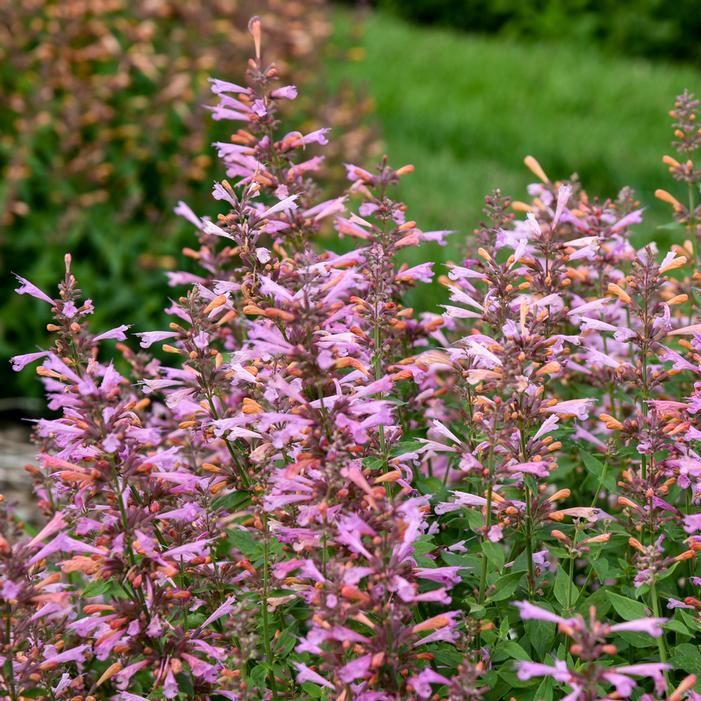 PINKY PIE HYSSOP