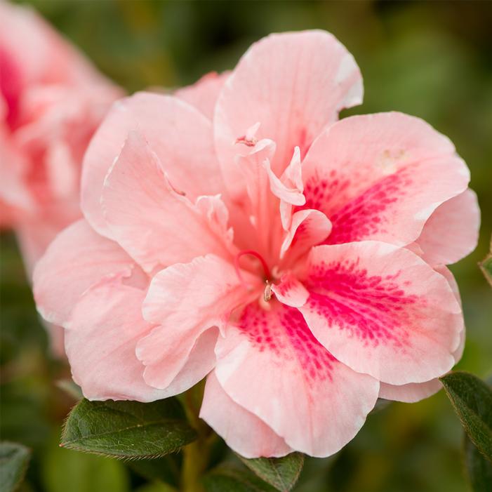 AUTUMN BELLE® ENCORE® AZALEA