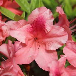 AUTUMN CORAL® ENCORE® AZALEA