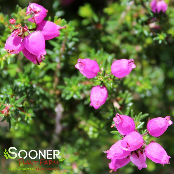 C.D. EASON BELL HEATHER