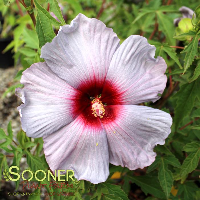 Image property of Sooner Plant Farm, Inc.