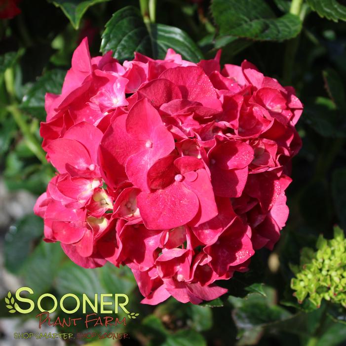 Image property of Sooner Plant Farm, Inc.