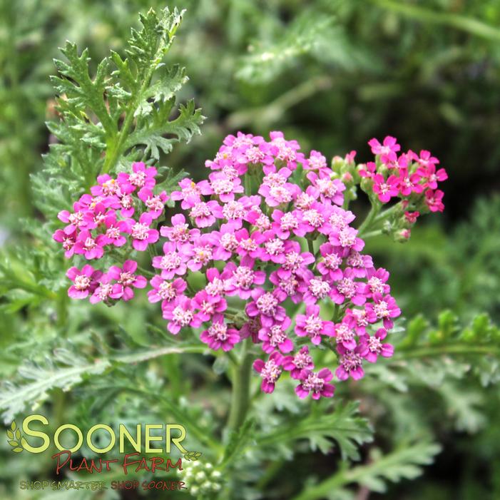Image property of Sooner Plant Farm, Inc.
