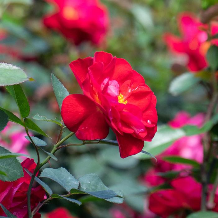 CINNAMON HEARTS™ ROSE