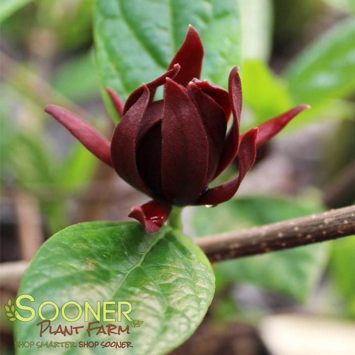 MICHAEL LINDSEY SWEETSHRUB