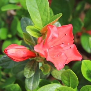 AUTUMN SUNSET® ENCORE® AZALEA