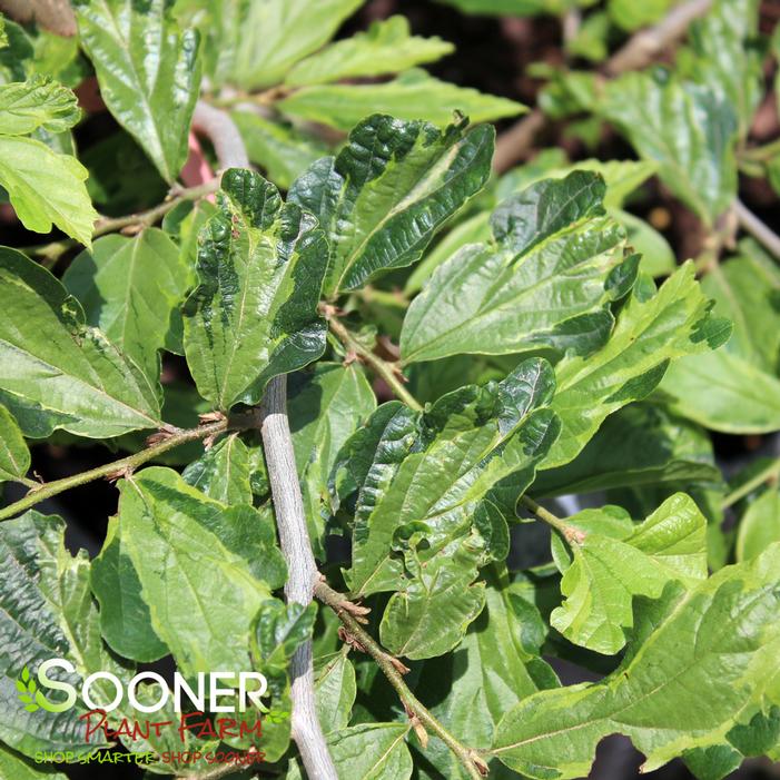 PERSIAN LACE VARIEGATED PERSIAN IRONWOOD